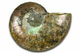 Cut & Polished Ammonite Fossil (Half) - Madagascar #377627-1